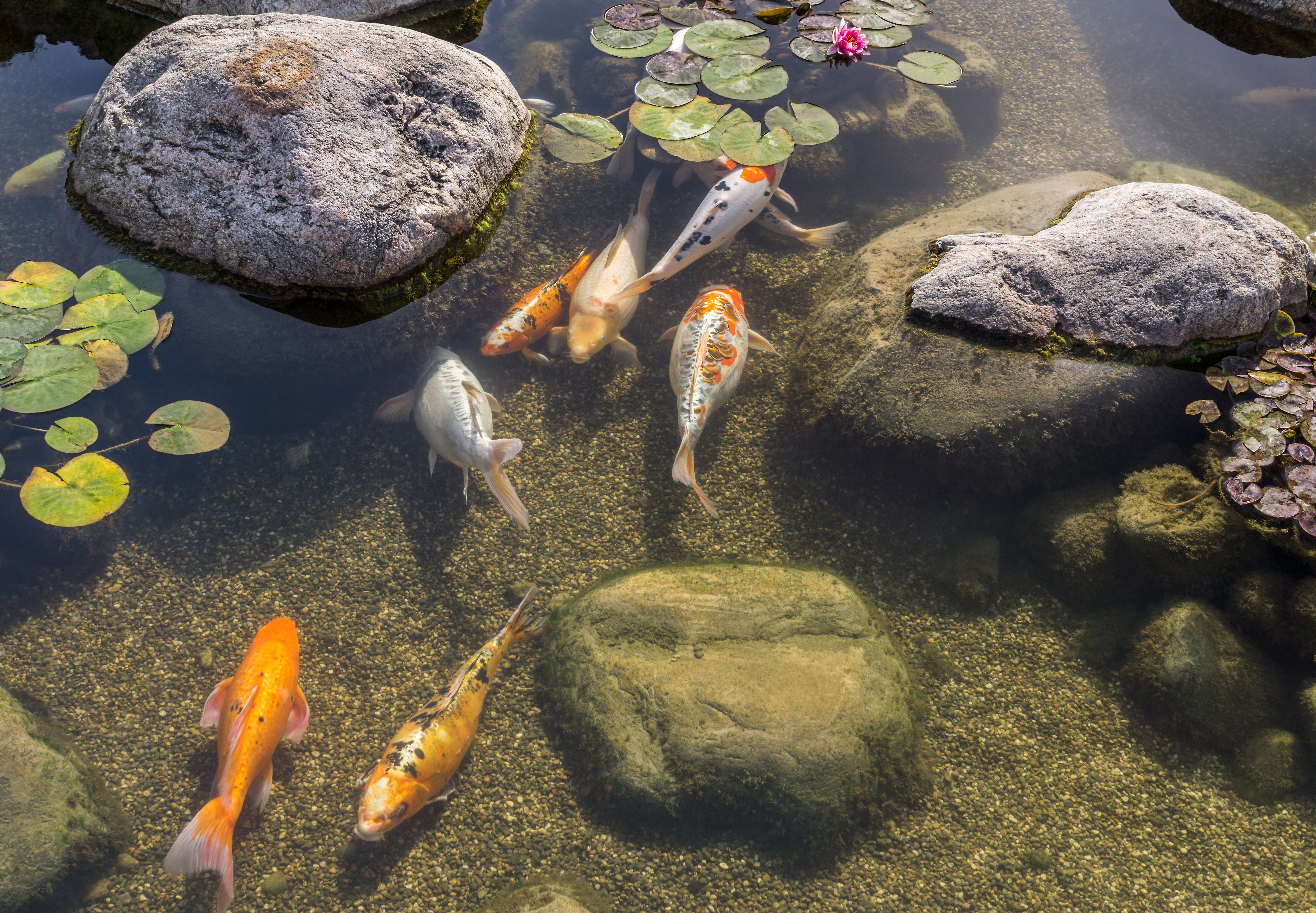 fish pond 3