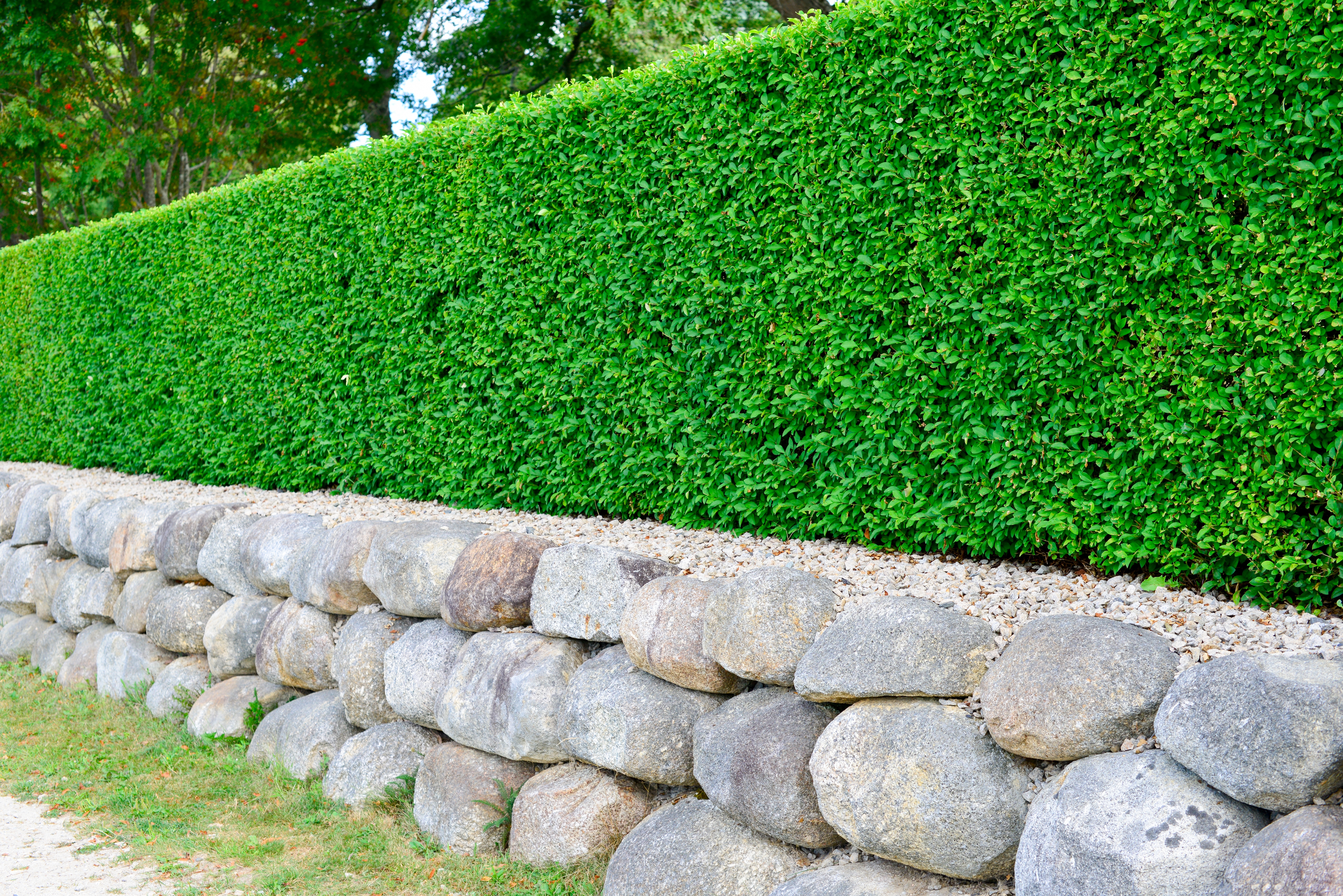 hedge a lawn 2