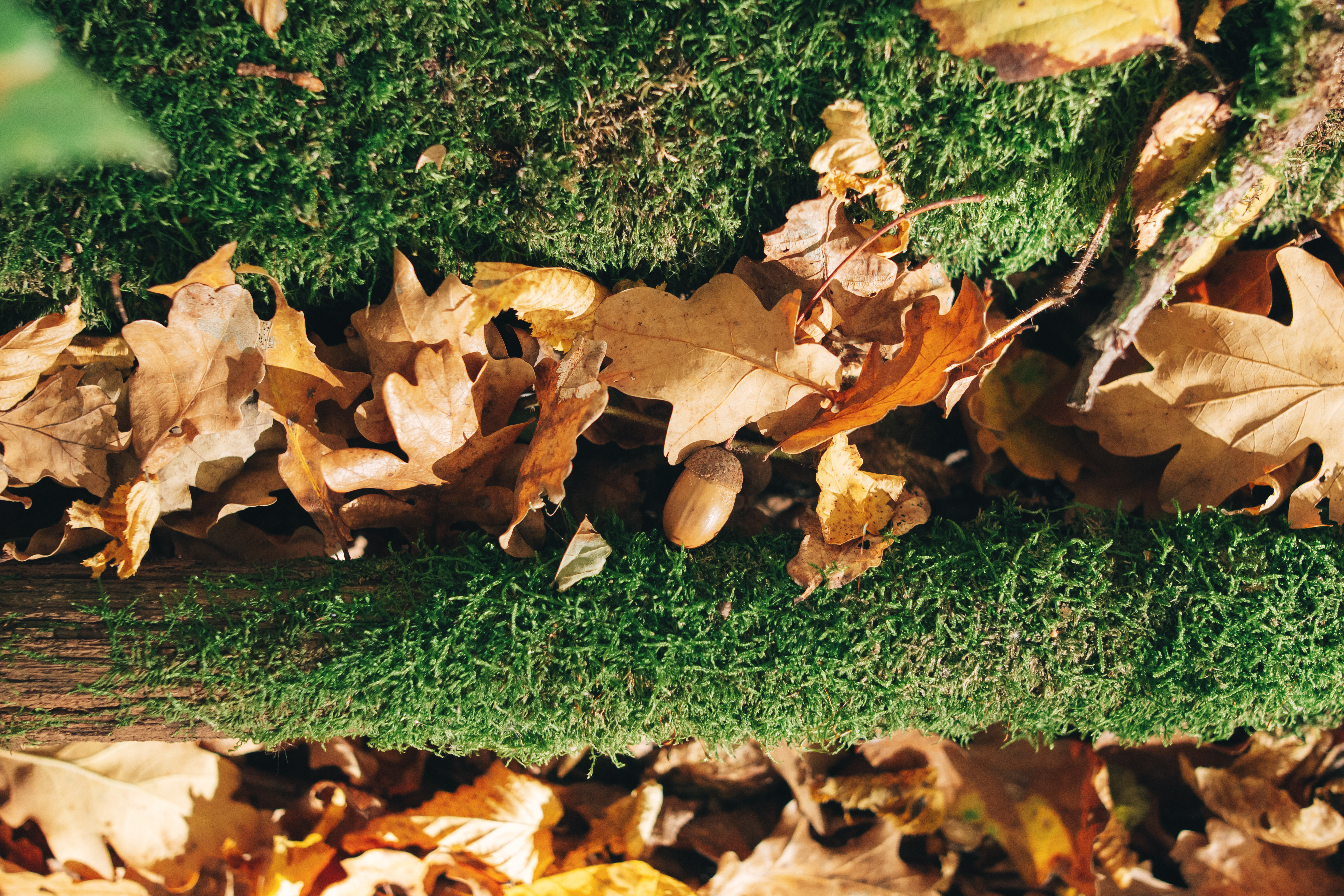Remove moss 2