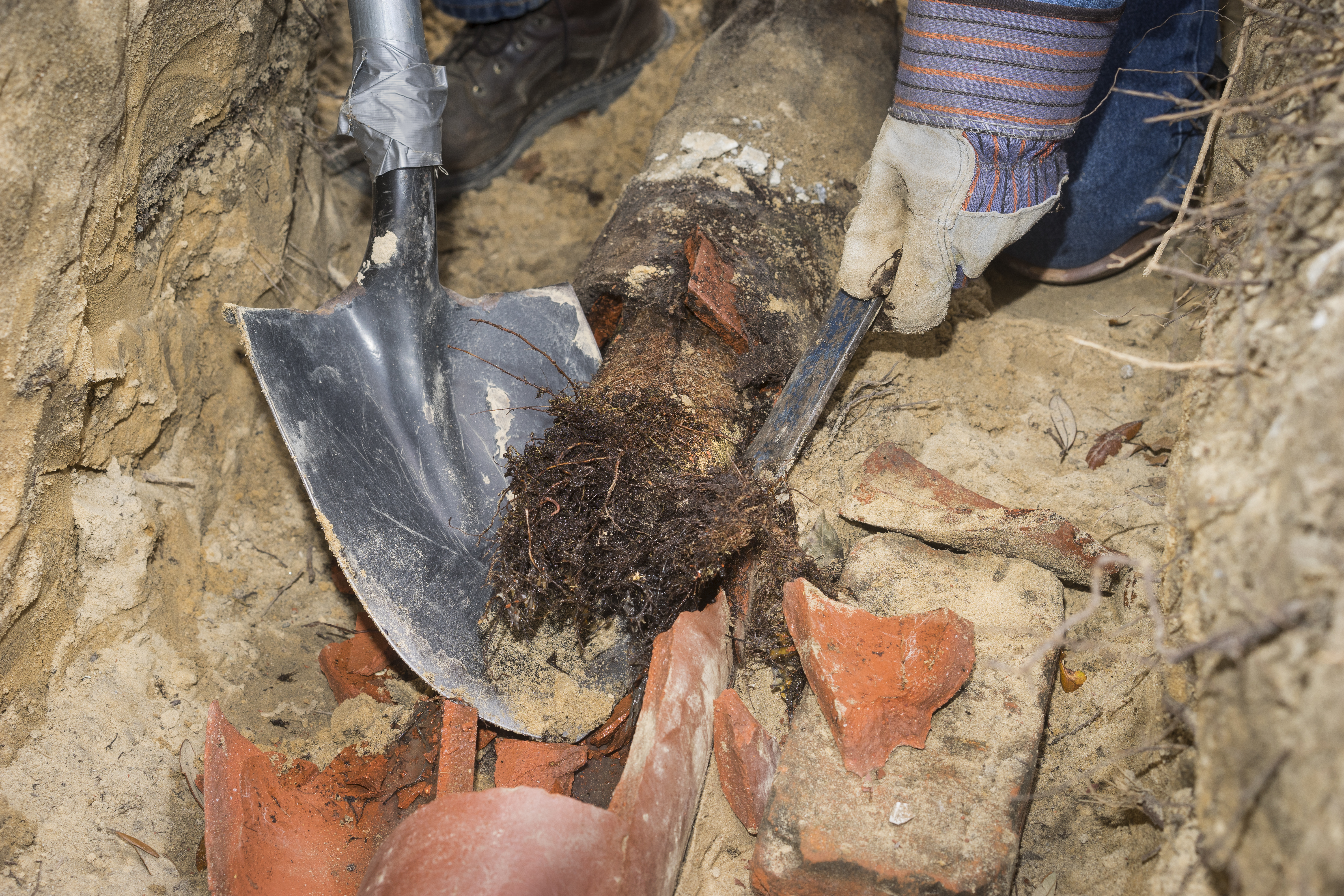 Roots in drain pipes 3