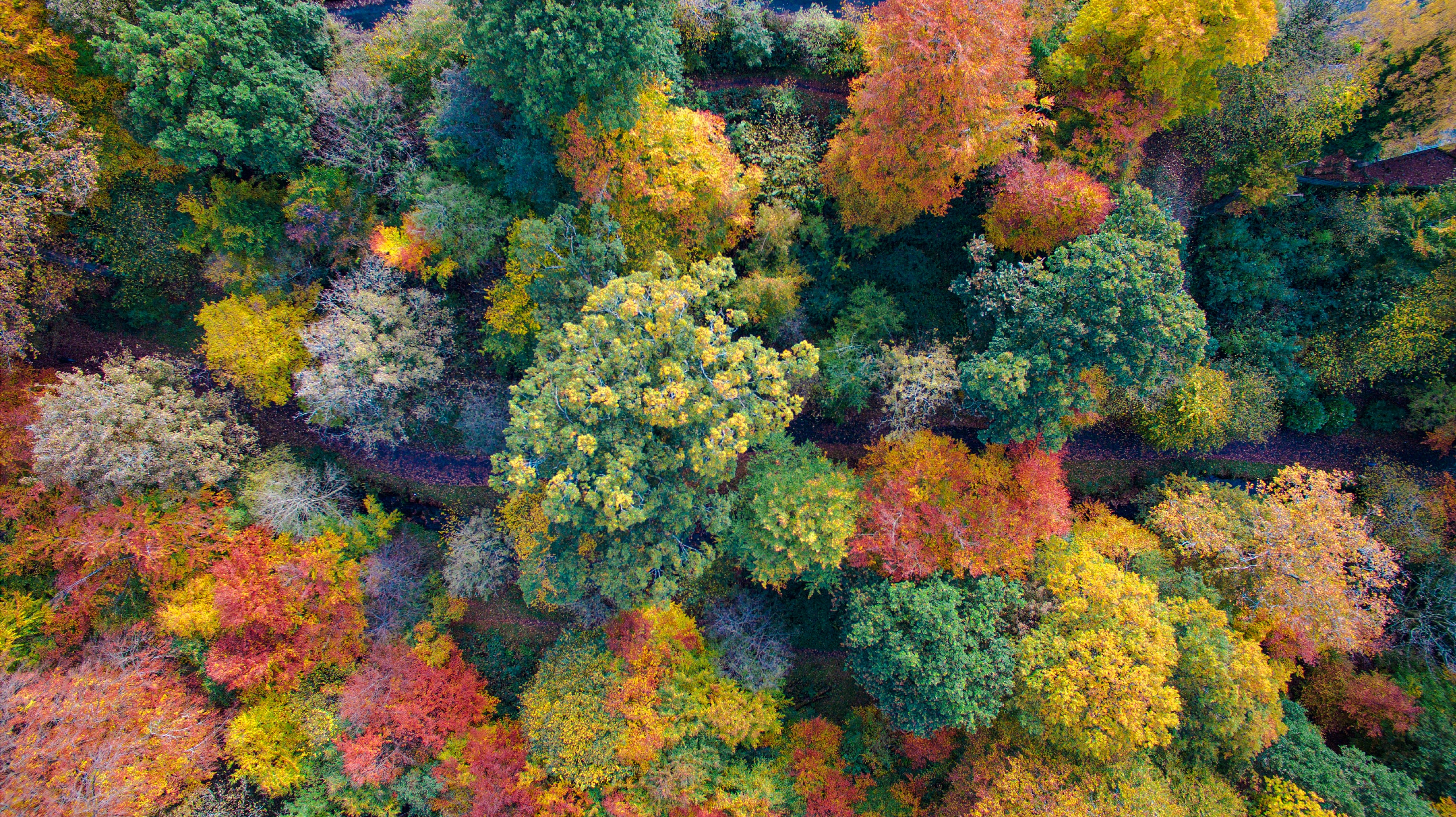 Forest